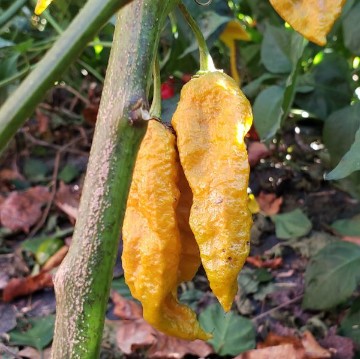 Bhut Jolokia Ghost Mustard Pepper Seeds