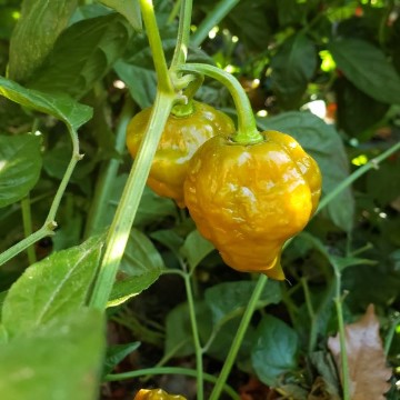 Bhut Jolokia Ghost Green Pepper Seeds