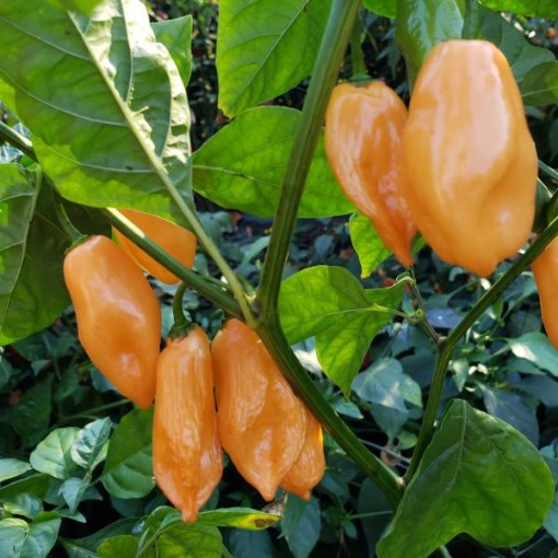 Cheiro Do Norte Pepper Seeds HP2507-10