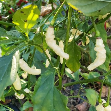 Aribibi Gusano Pepper Seeds