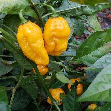 Carolina Reaper Yellow Pepper Seeds