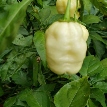 Carolina Reaper White Pepper Seeds
