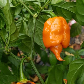 Carolina Reaper Orange Pepper Seeds