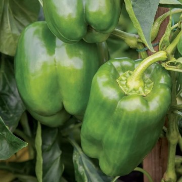 Emerald Giant Pepper Seeds