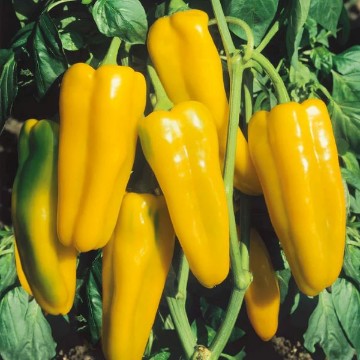 Marconi Golden Pepper Seeds
