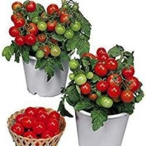 Red Robin Tomato TM114-20