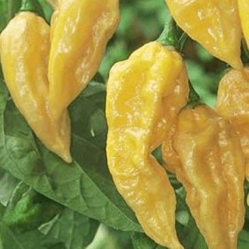 Fatalii Yellow Pepper Seeds
