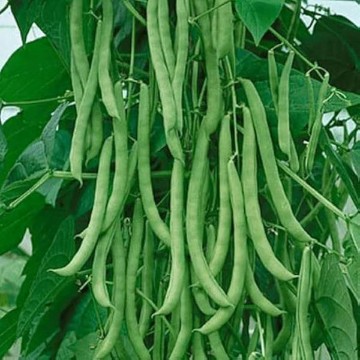 Missouri Wonder Bean Seeds