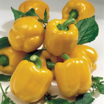 Goliath Goldrush Pepper Seeds