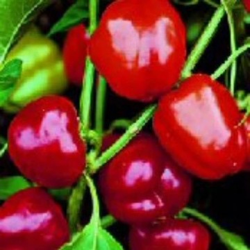 Baby Belle Pepper Seeds