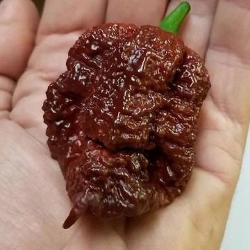 Apocalypse Scorpion Chocolate Pepper Seeds