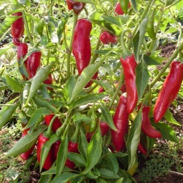 Hungarian Paprika Pepper Seeds