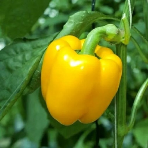 Canary Bell Pepper Seeds