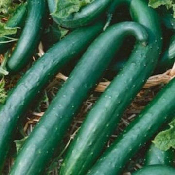 Green Dragon Cucumber Seeds