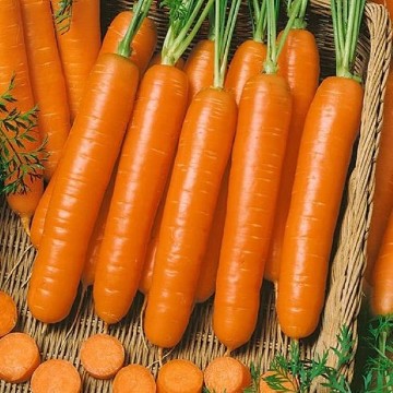 Little Fingers Carrot Seeds
