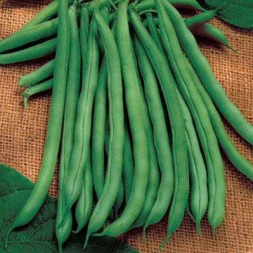 Blue Lake Bush 274 Bean Seeds