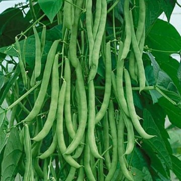 Pole Beans, Pole Bean Seeds | Reimer Seeds