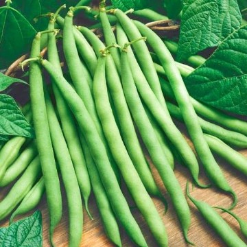 Provider Bean Seeds