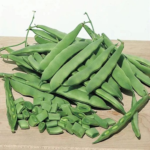 Roma II Beans BN11-50