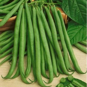 Topcrop Bean Seeds