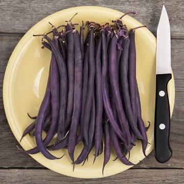 Royal Burgundy Bean Seeds