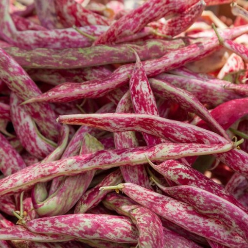 Vermont Cranberry Beans BN16-50