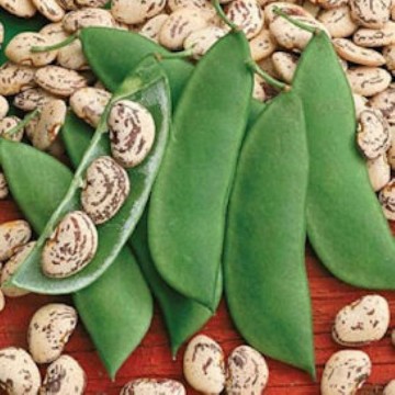 Jackson Wonder Lima Bean Seeds