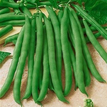 Contender Bean Seeds