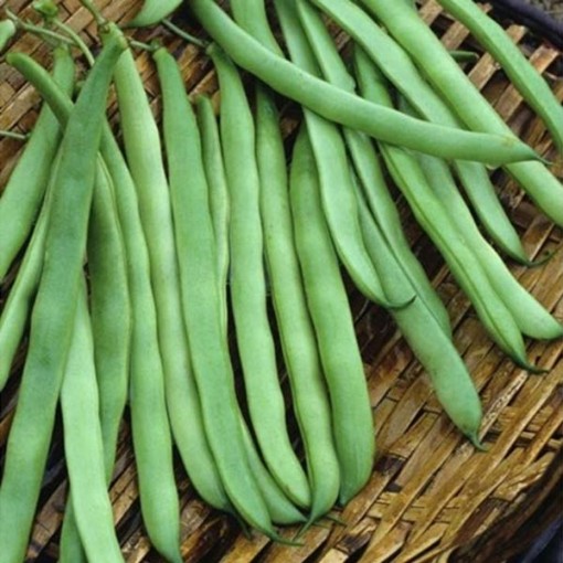 McCaslan Beans BN39-50