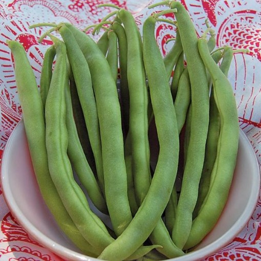 Kentucky Wonder Bush Beans BN44-50