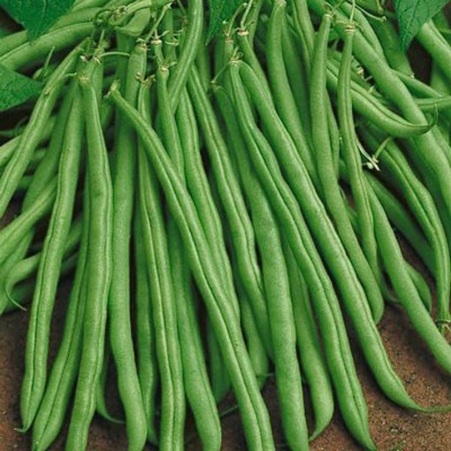 Tendergreen Improved Beans BN46-50