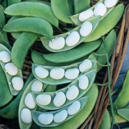 Burpee Improved Lima Beans BN51-25