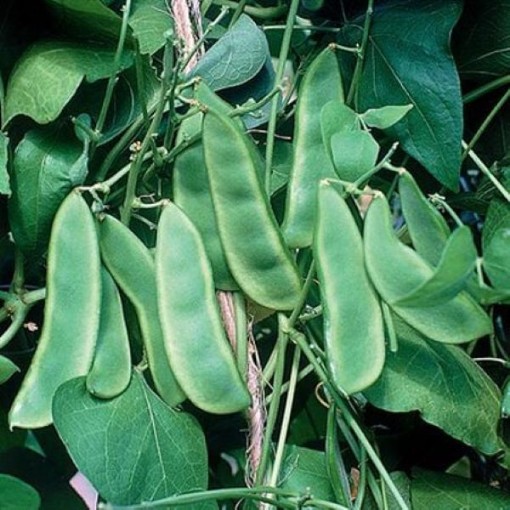 Wood's Prolific Lima Beans BN52-50