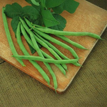 Kentucky Blue Pole Bean Seeds