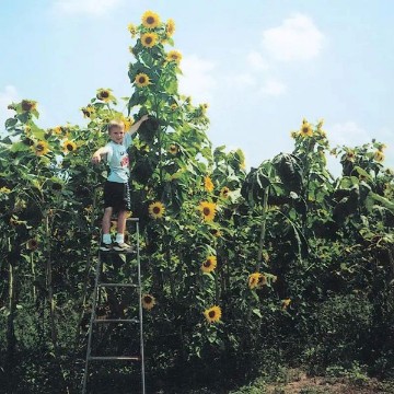 Skyscraper Sunflower Seeds