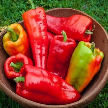 Beaver Dam Pepper Seeds