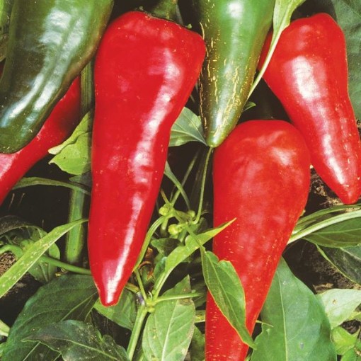 Cyklon Peppers HP66-20