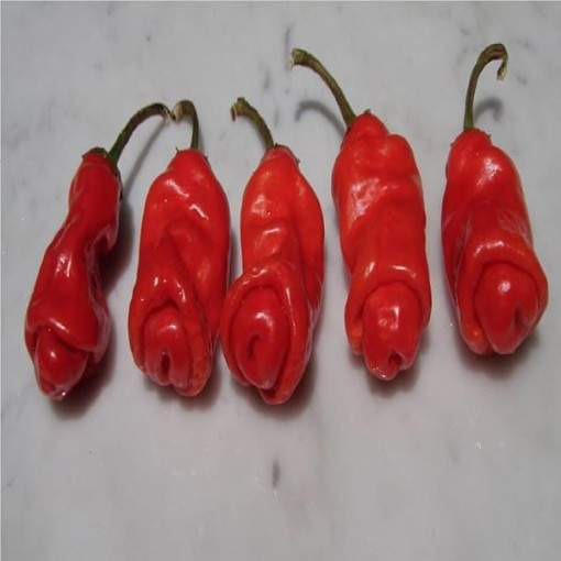 Peter Pepper Red Peppers HP184-20