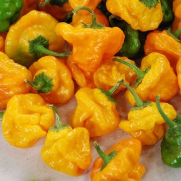 Scotch Bonnet Yellow Pepper Seeds