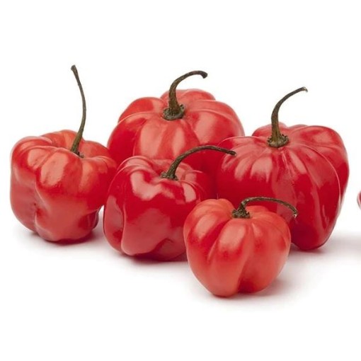 	Scotch Bonnet Red Peppers Strain 1 HP213-20