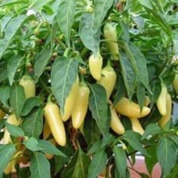 Cascabella Pepper Seeds
