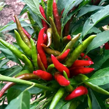 Santaka Pepper Seeds