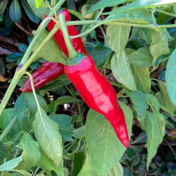 Hungarian Spice Paprika Pepper Seeds