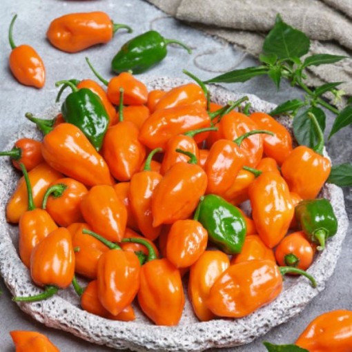 Cienfuegos Orange Peppers HP2436-20