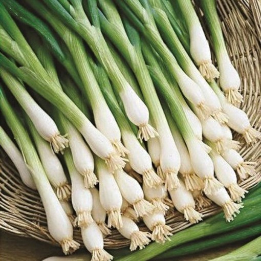 Tokyo Long White Bunching Onions ON14-100