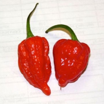 Bhut Jolokia Ghost Red Pepper Seeds