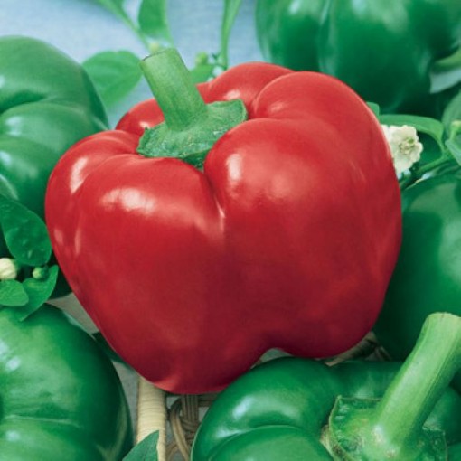 Mexibell Peppers HP153-10