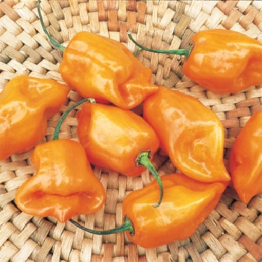 Jamaican Scotch Bonnet Orange Peppers HP134-10