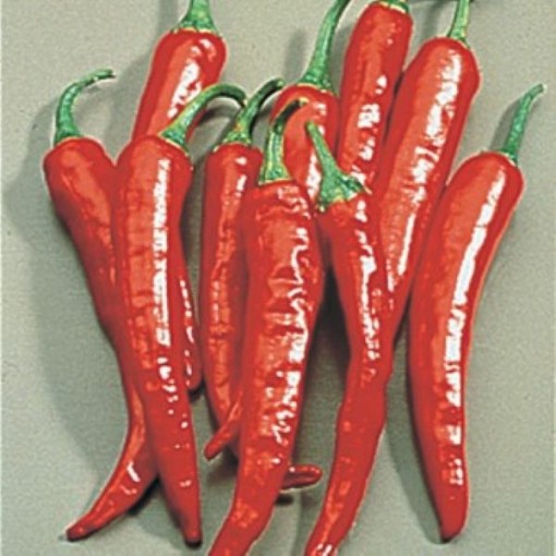 Thai Hot Peppers HP241-10