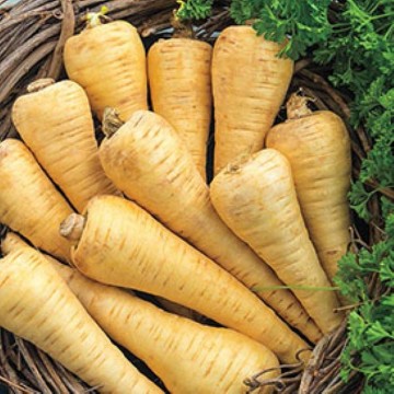 All American Parsnip Seeds
